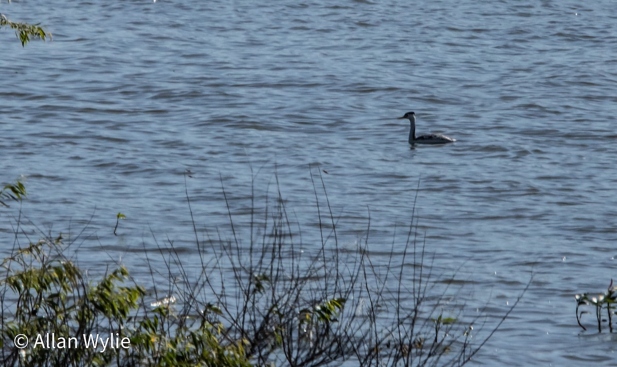 Clark's Grebe - ML638196629