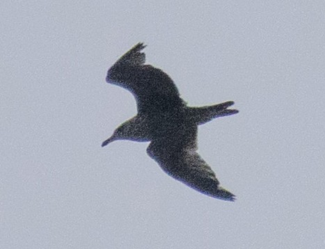 Gaviota Argéntea Americana - ML638196653