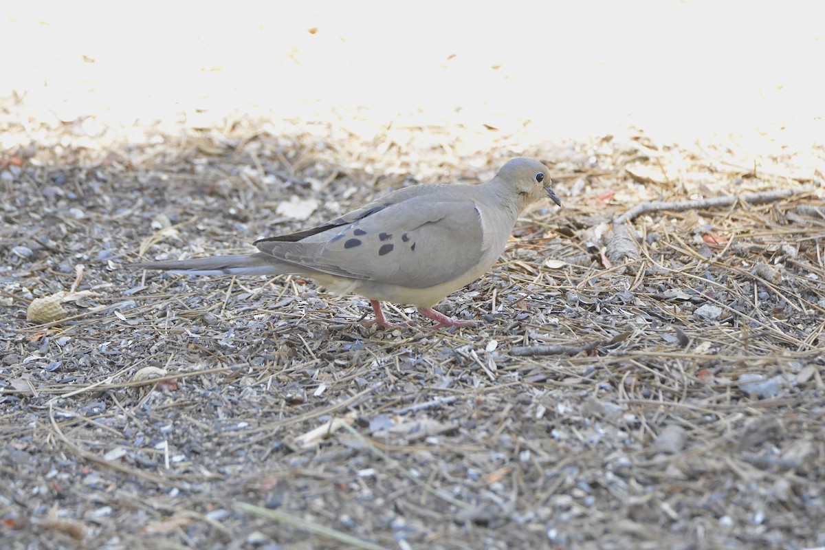 Mourning Dove - ML638196672