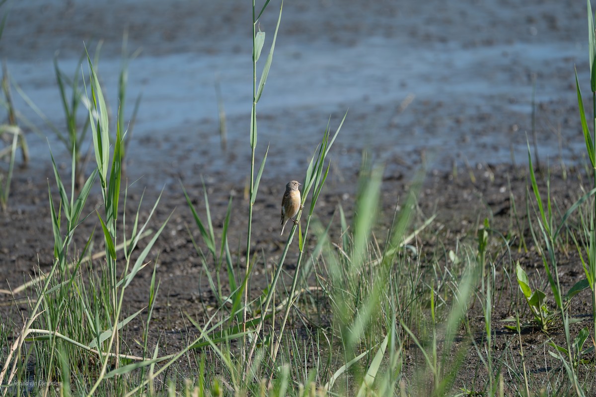 Eurasian Linnet - ML638196695