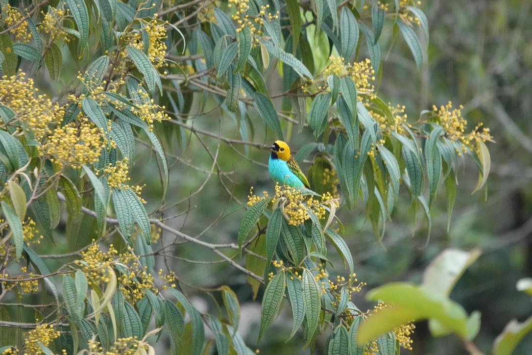 Gilt-edged Tanager - ML638196699