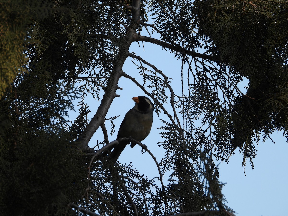 Golden-billed Saltator - ML638196724