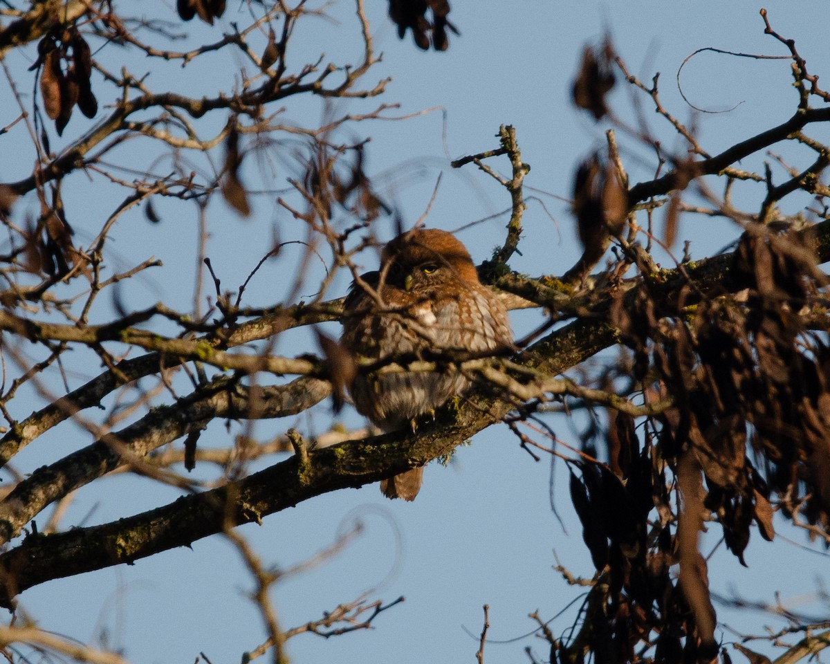 Austral Pygmy-Owl - ML638196729