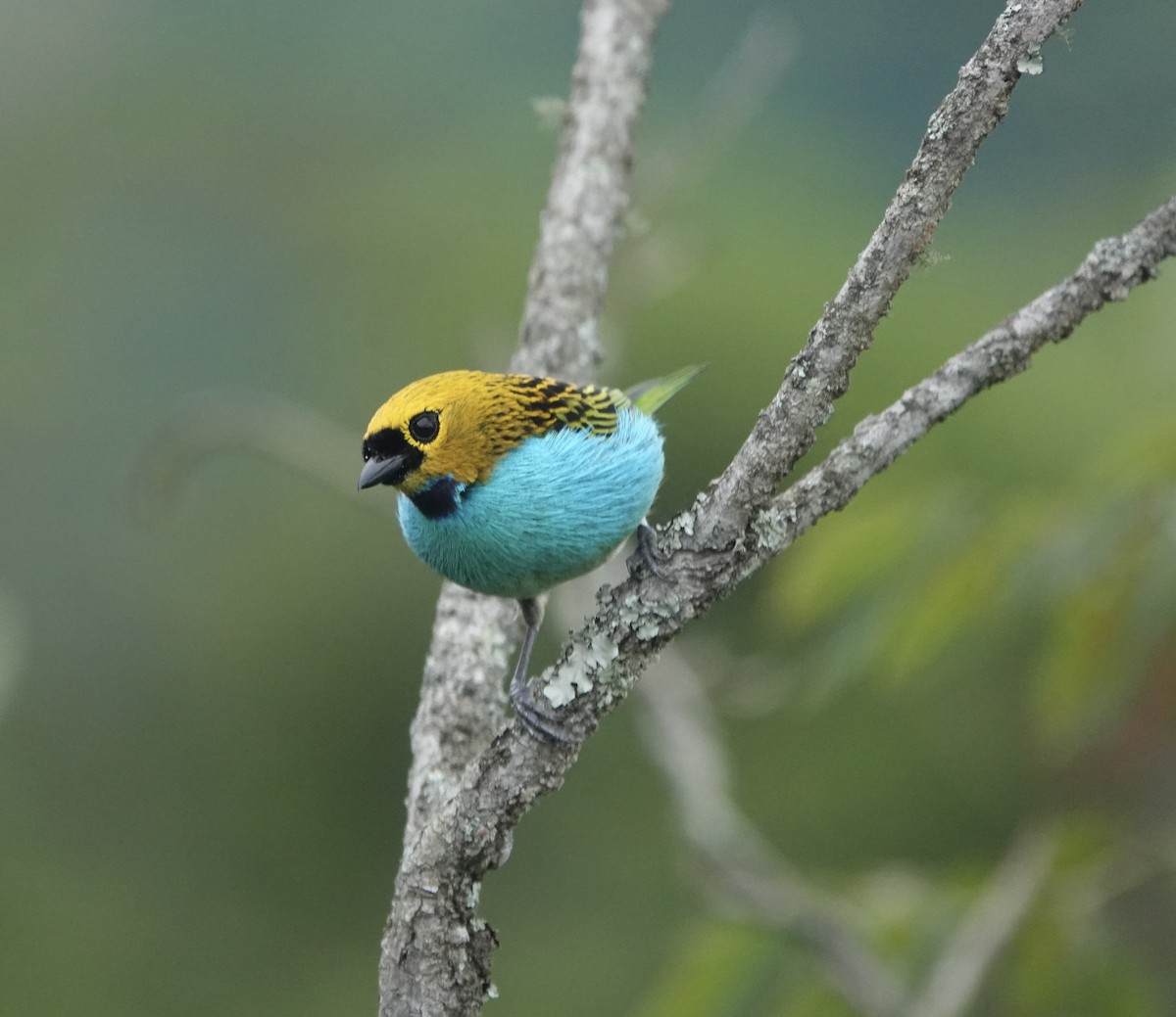 Gilt-edged Tanager - ML638196730