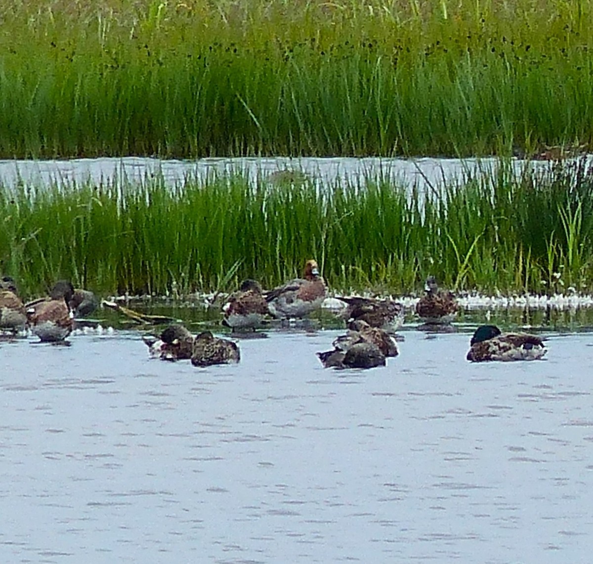 Eurasian Wigeon - ML638196737
