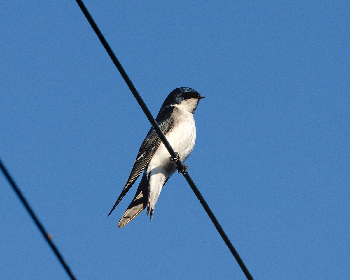 Chilean Swallow - ML638196749