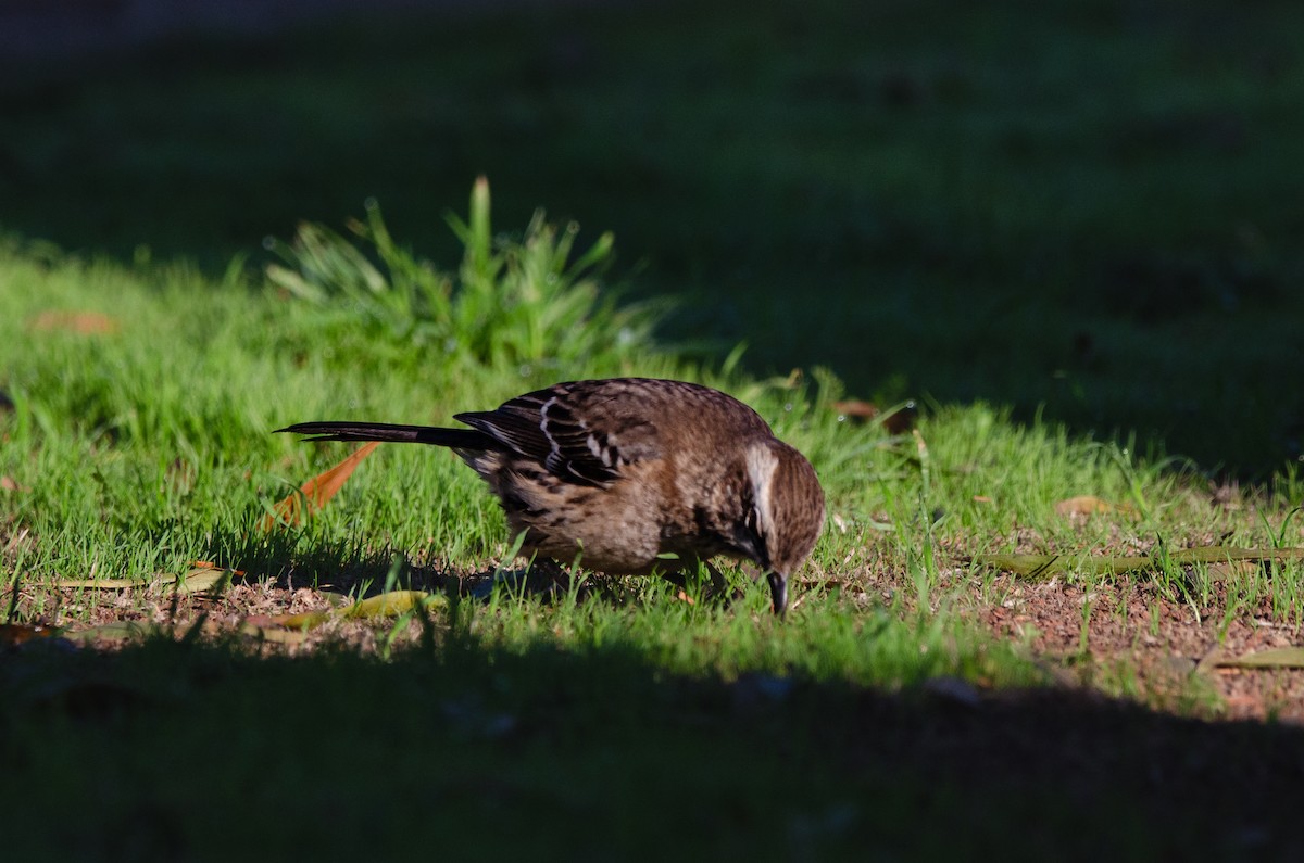 Chilean Mockingbird - ML638196761