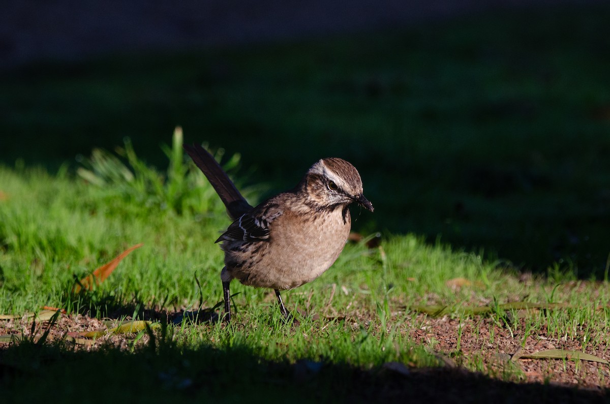 Chilean Mockingbird - ML638196762