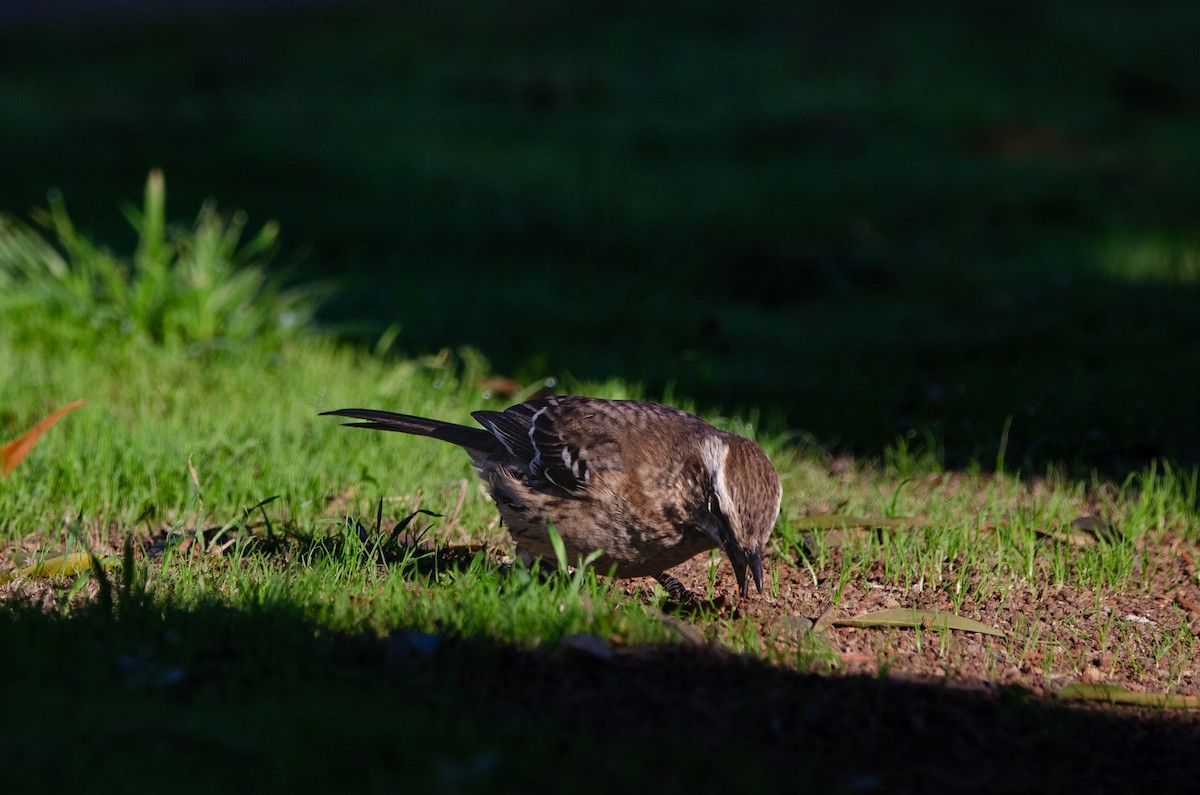 Chilean Mockingbird - ML638196763