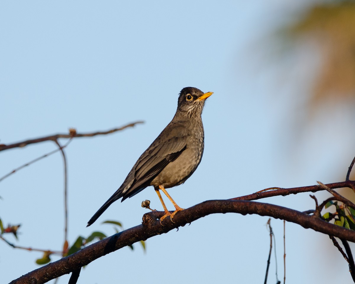 Austral Thrush - ML638196770