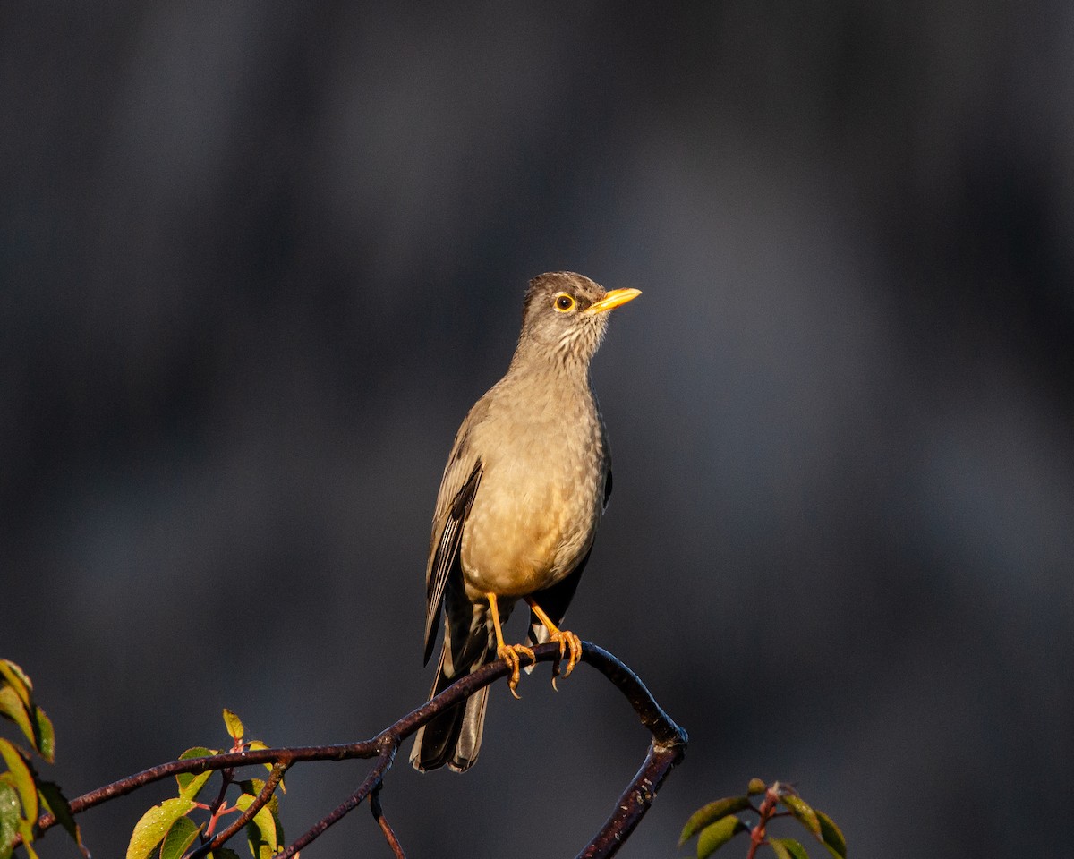 Austral Thrush - ML638196774