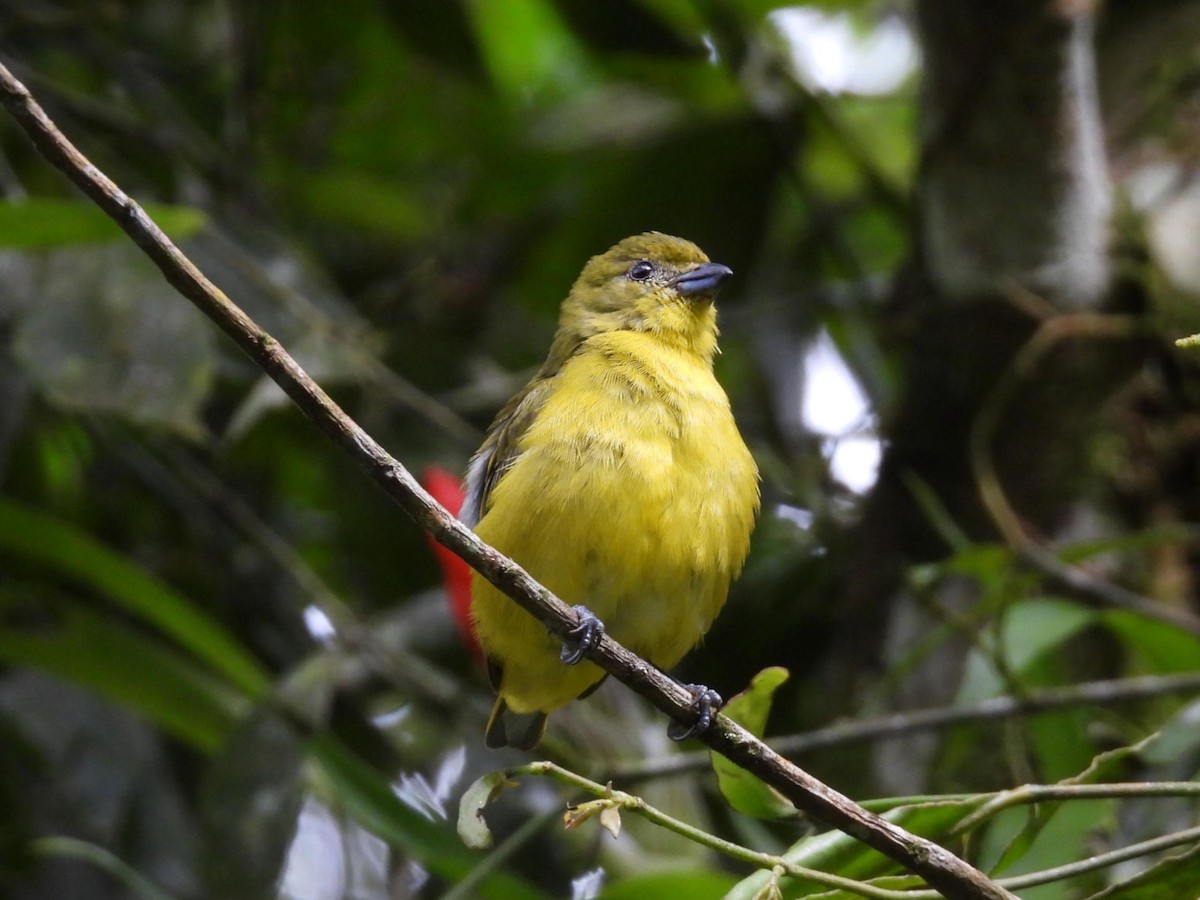 Thick-billed Euphonia - ML638196775