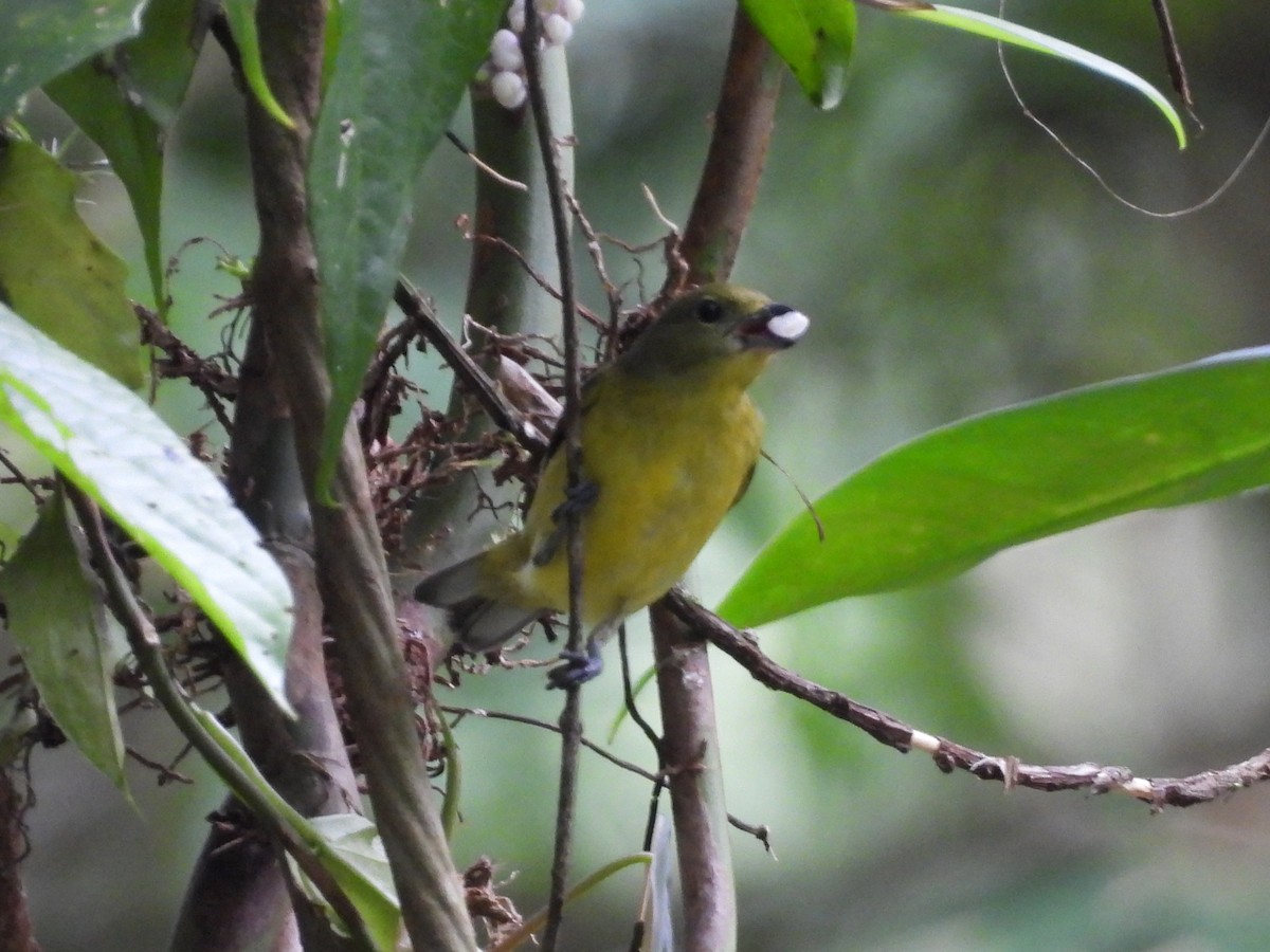 Thick-billed Euphonia - ML638196776