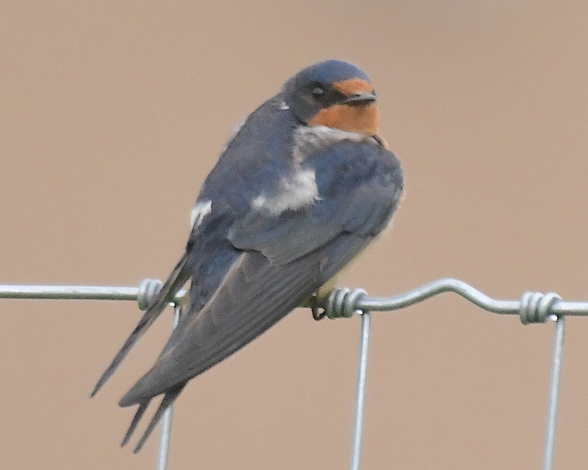 vlaštovka obecná (ssp. erythrogaster) - ML638196796