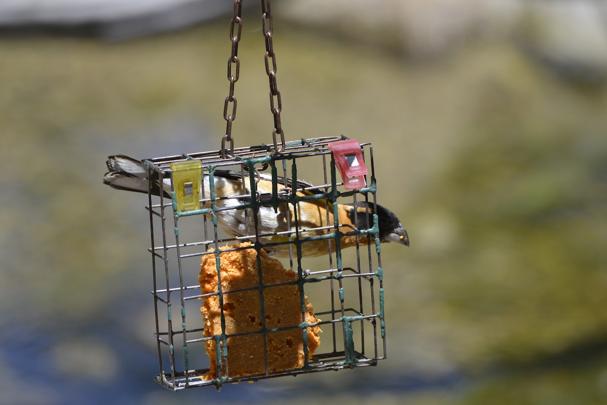 Black-headed Grosbeak - ML638196848