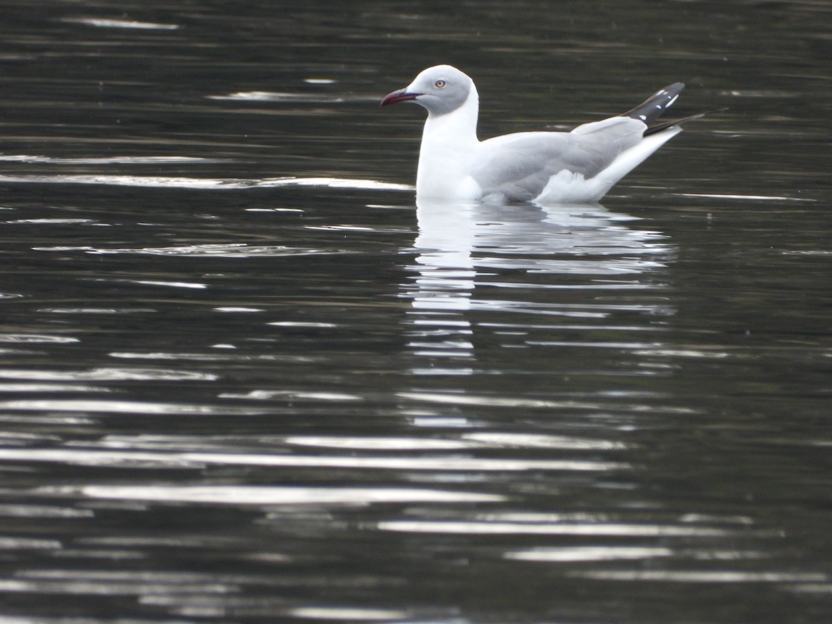 Gray-hooded Gull - ML638196868