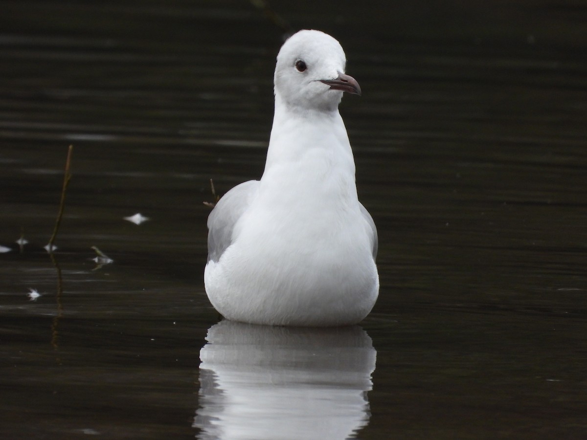 Gray-hooded Gull - ML638196869