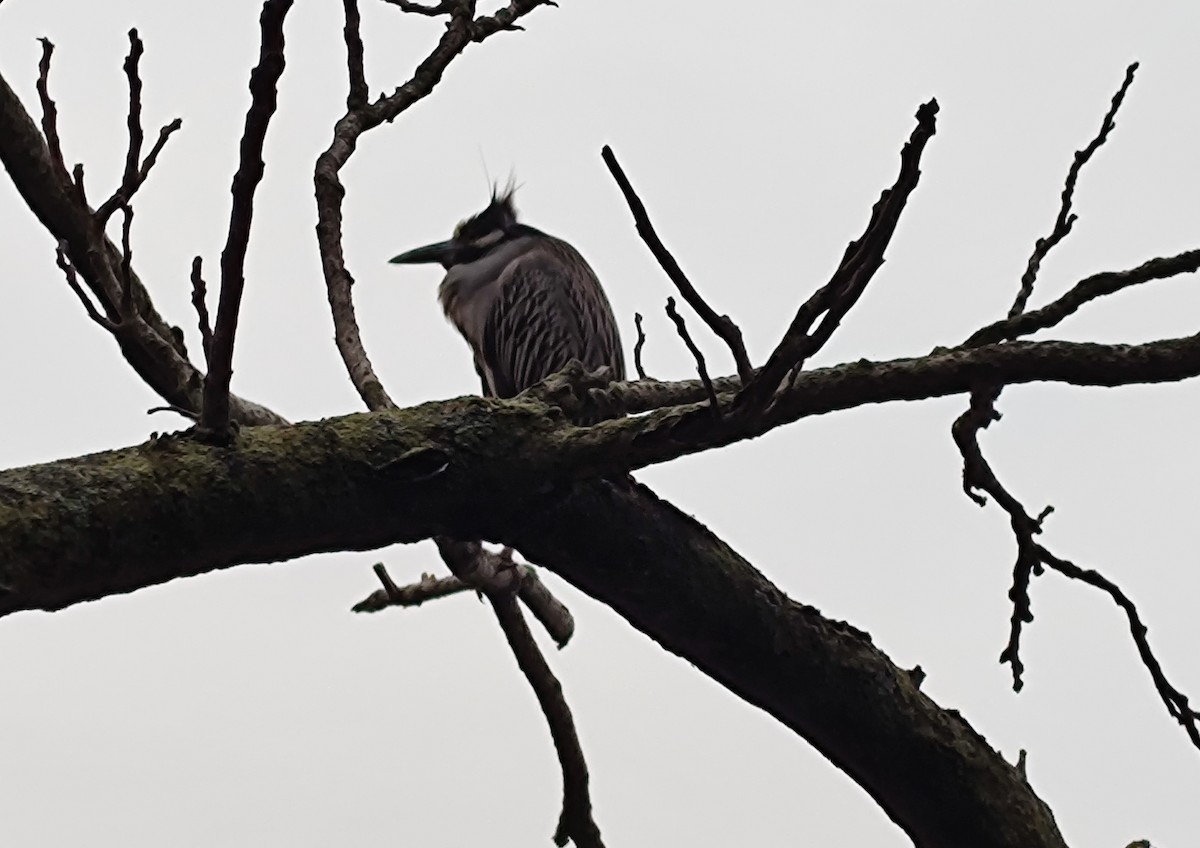 Yellow-crowned Night Heron - ML638196876