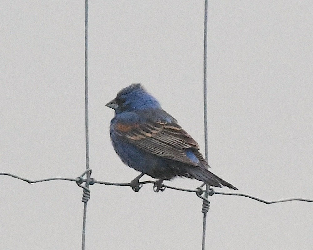 Blue Grosbeak - ML638196886