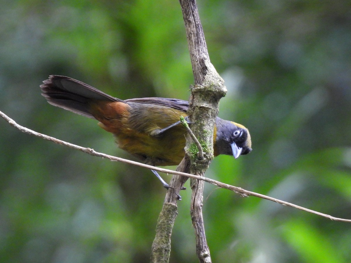 Dusky-faced Tanager - ML638196897