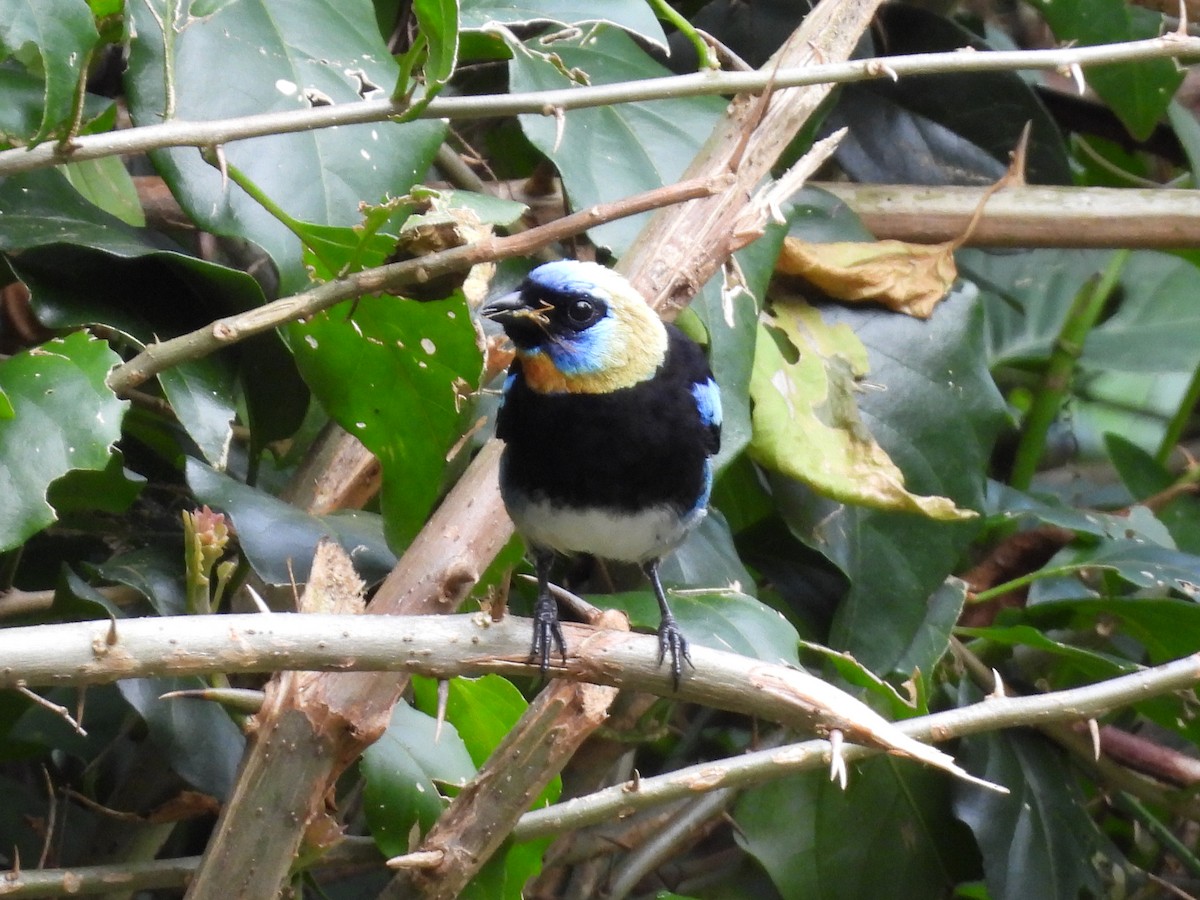 Golden-hooded Tanager - ML638196916