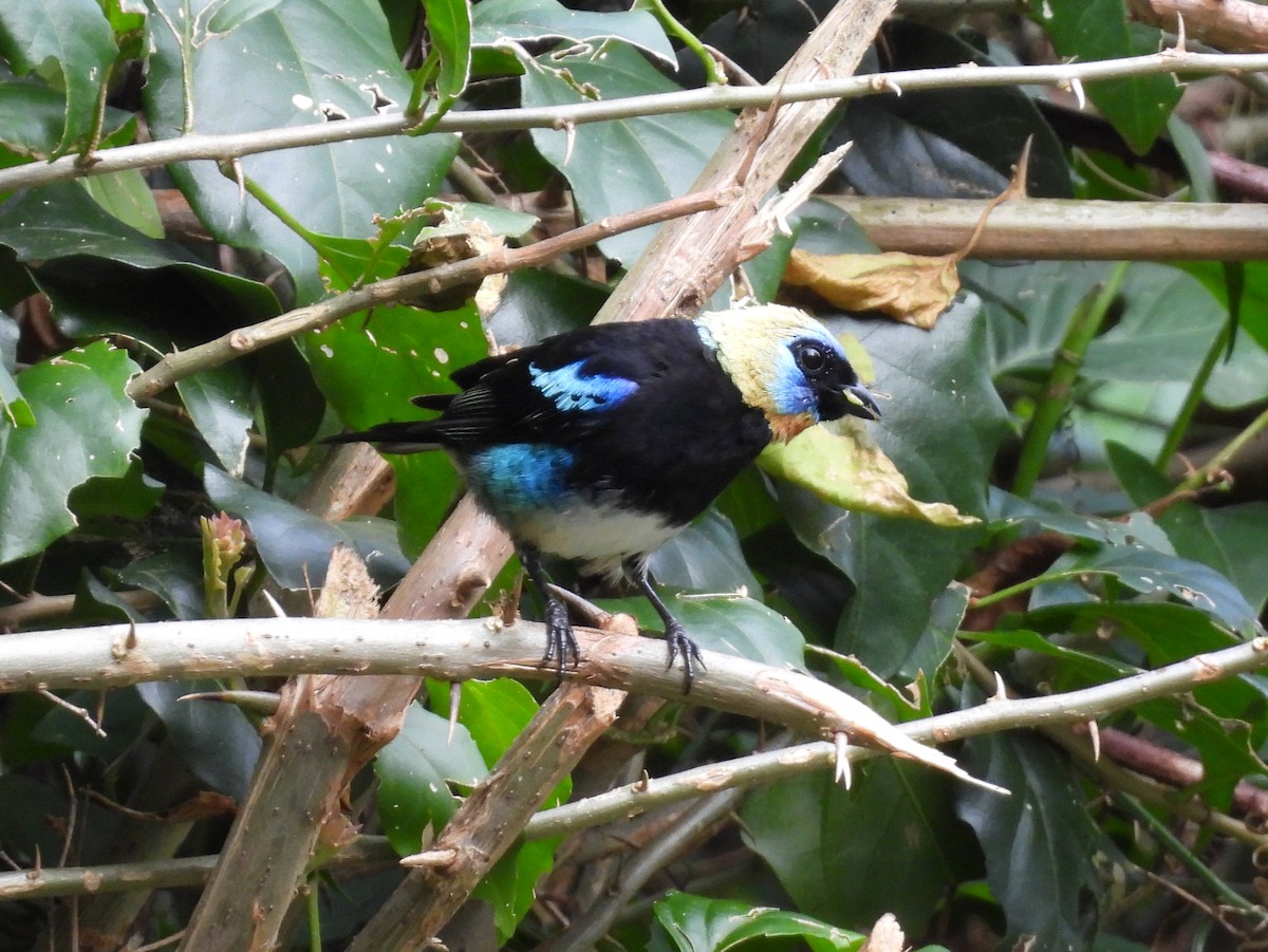 Golden-hooded Tanager - ML638196917
