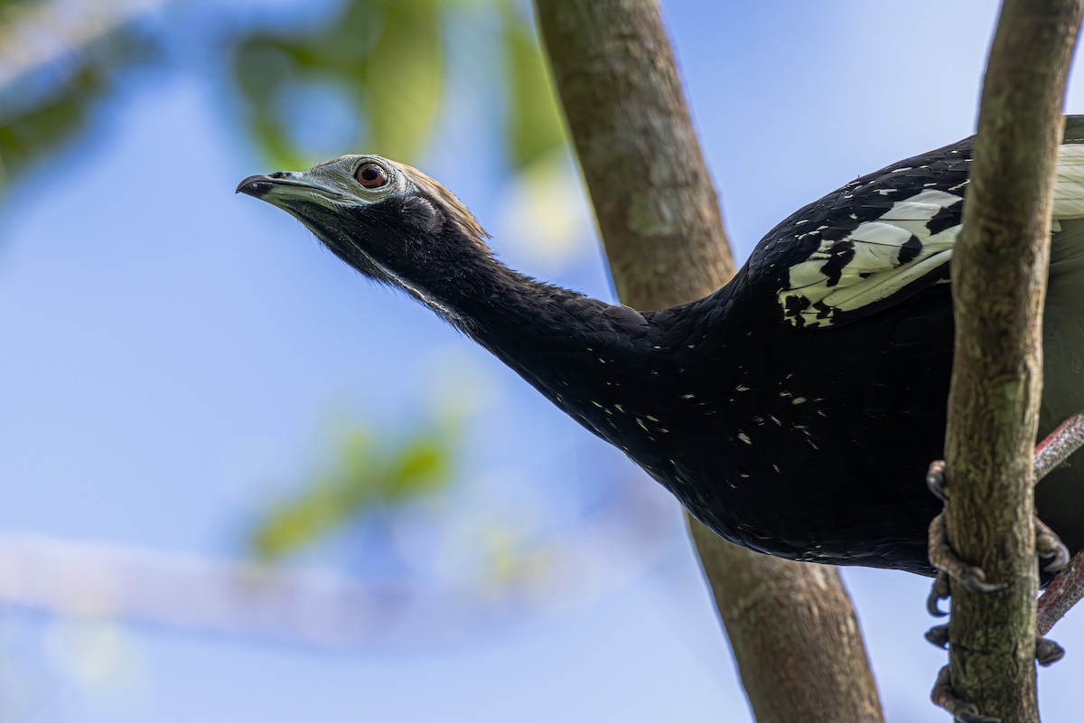 Blue-throated Piping-Guan - ML638196923