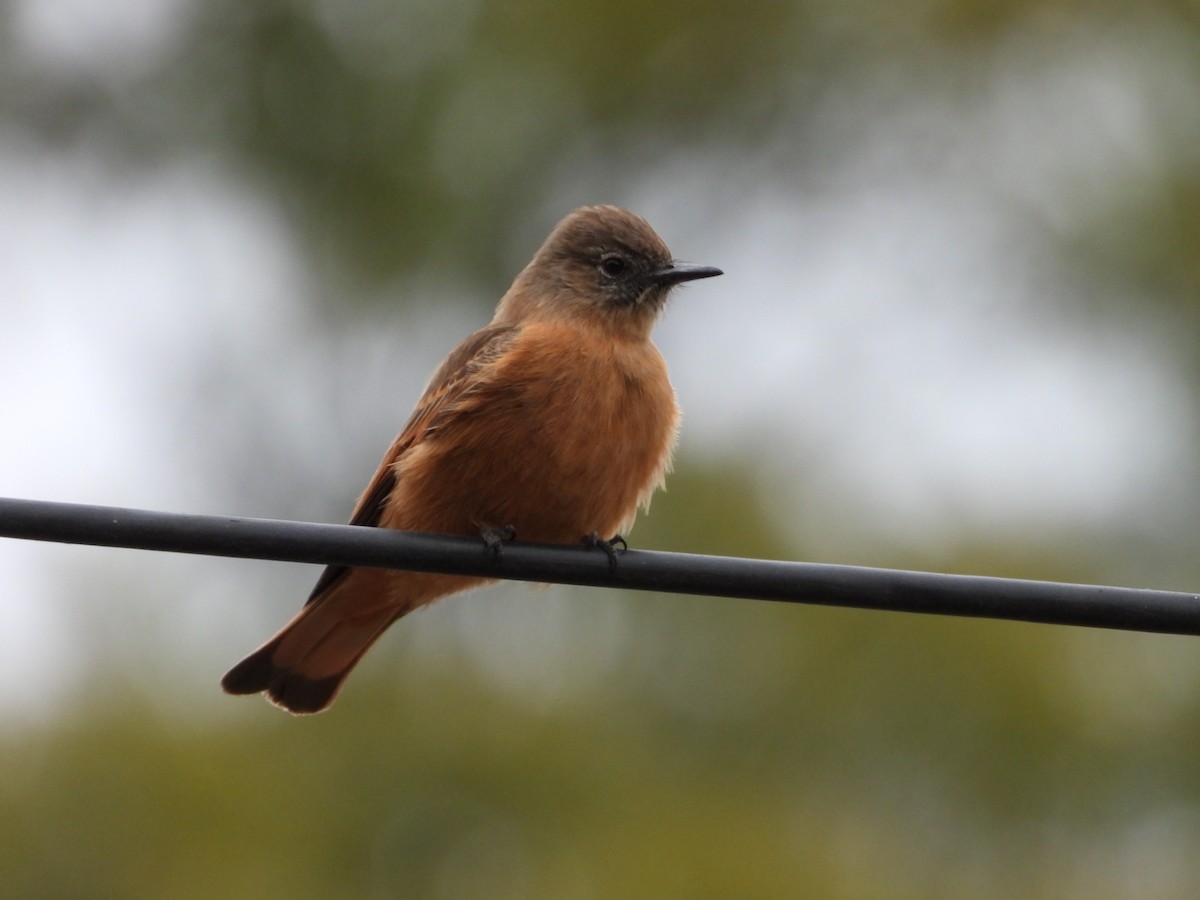Cliff Flycatcher - ML638196929