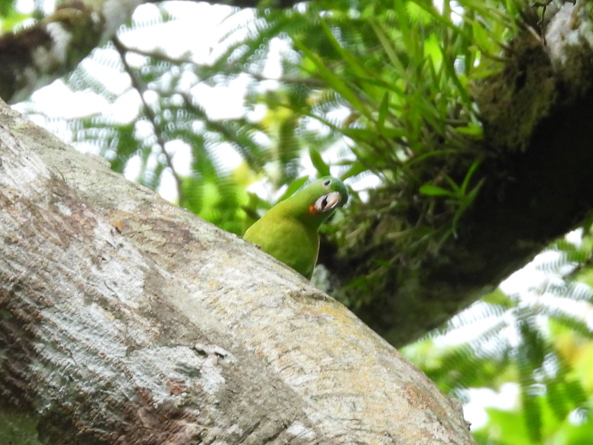 Orange-chinned Parakeet - ML638196939