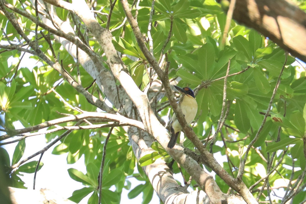 Rufous-lored Kingfisher - ML638196943
