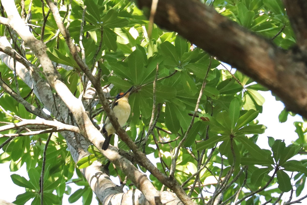 Rufous-lored Kingfisher - ML638196948
