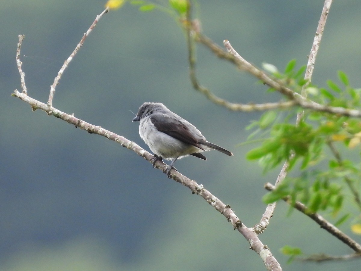 Plain-colored Tanager - ML638196957