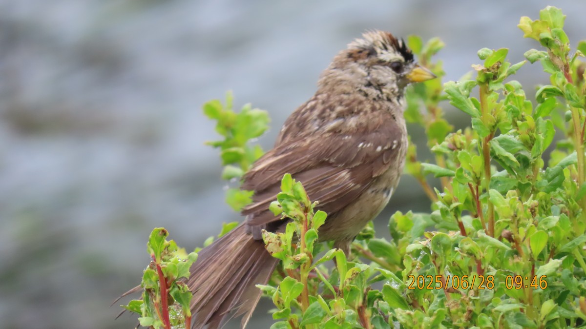 White-crowned Sparrow (nuttalli) - ML638196960