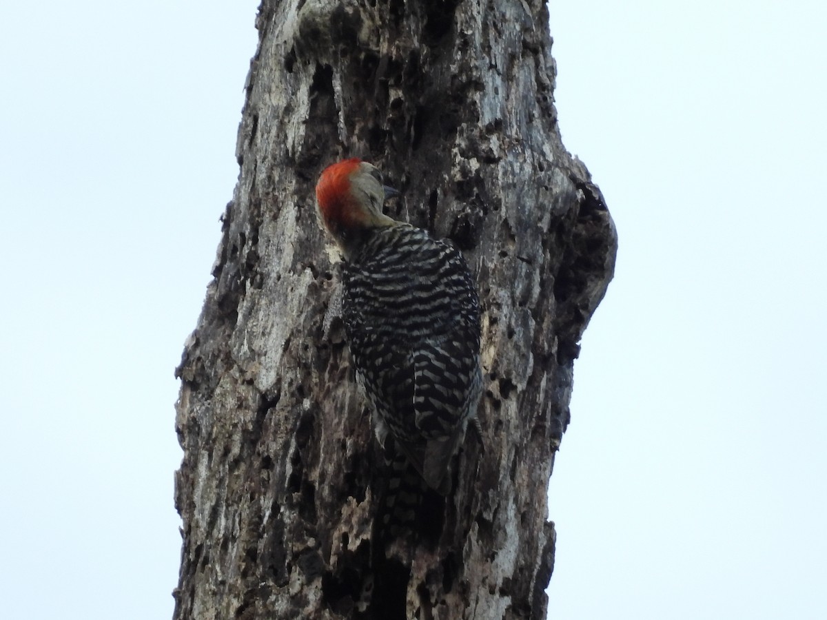Red-crowned Woodpecker - ML638196963