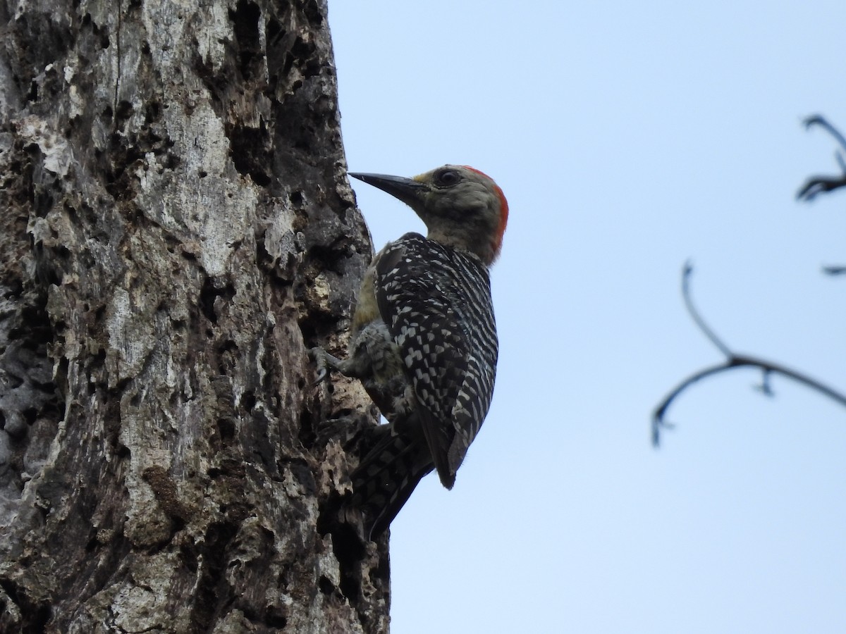 Red-crowned Woodpecker - ML638196964