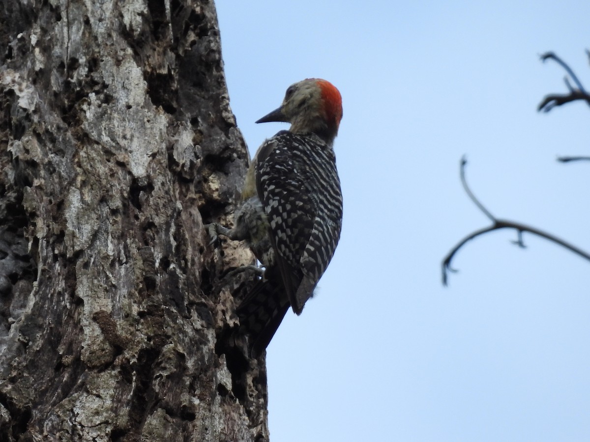Red-crowned Woodpecker - ML638196965