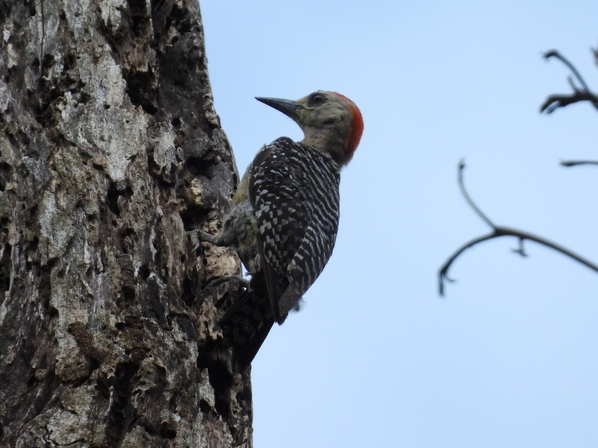 Red-crowned Woodpecker - ML638196966