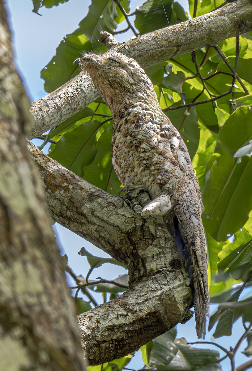 Great Potoo - ML638196971