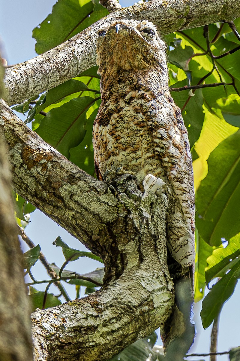 Great Potoo - ML638196974