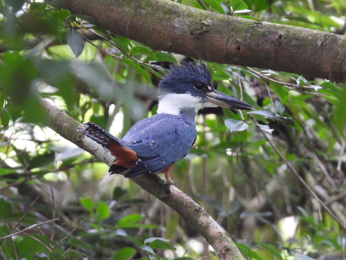 Ringed Kingfisher - ML638196975