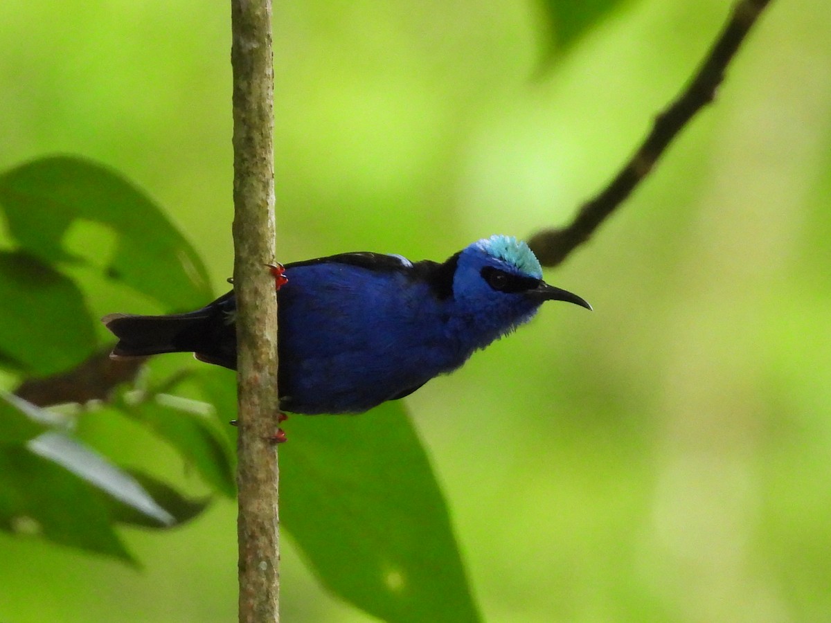 Red-legged Honeycreeper - ML638196980
