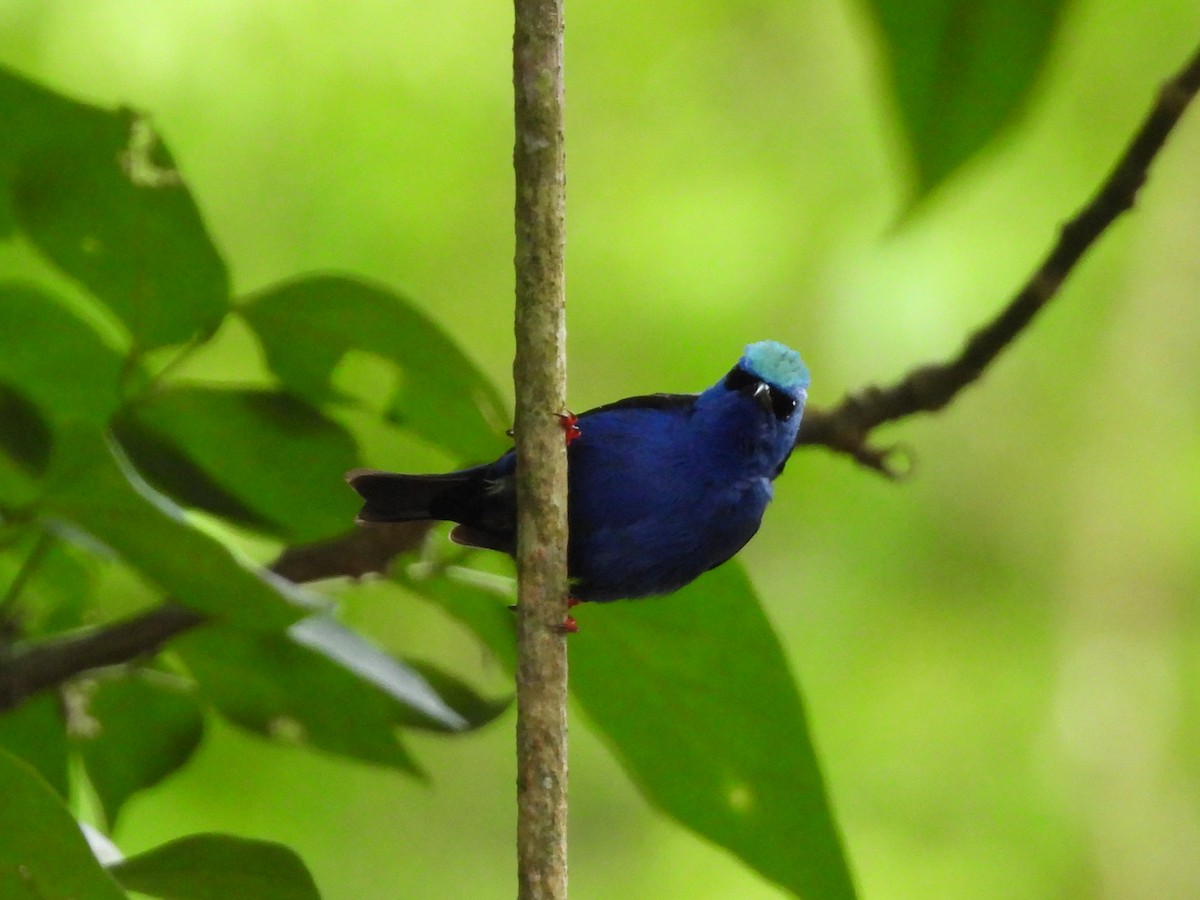 Red-legged Honeycreeper - ML638196981