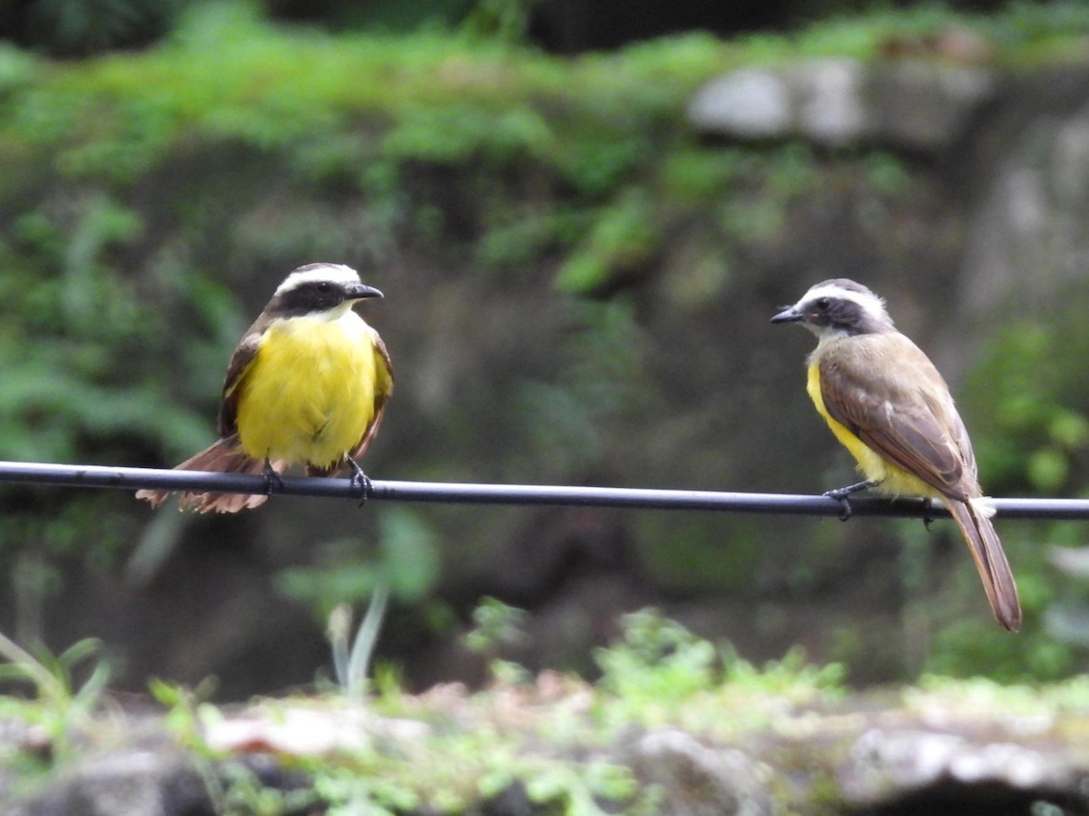 Rusty-margined Flycatcher - ML638196983
