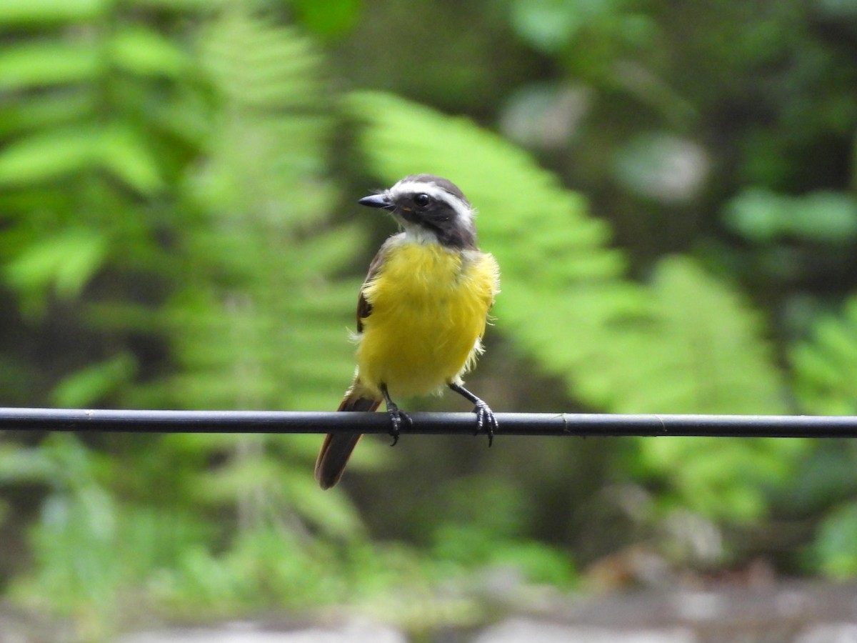 Rusty-margined Flycatcher - ML638196984