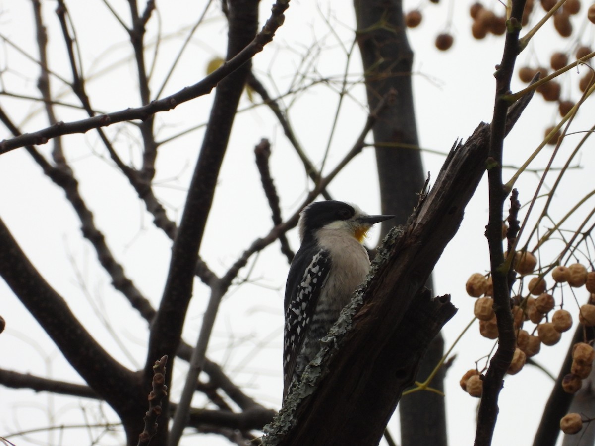 White-fronted Woodpecker - ML638196985