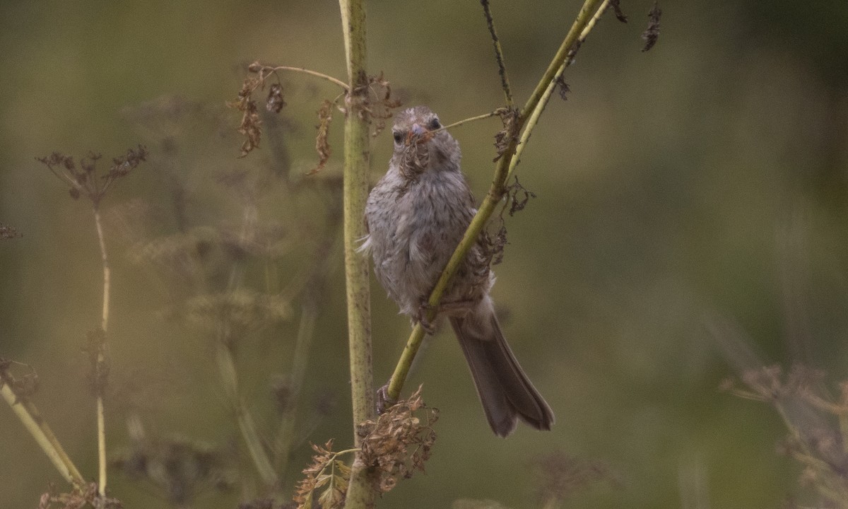 White-crowned Sparrow (nuttalli) - ML638196989