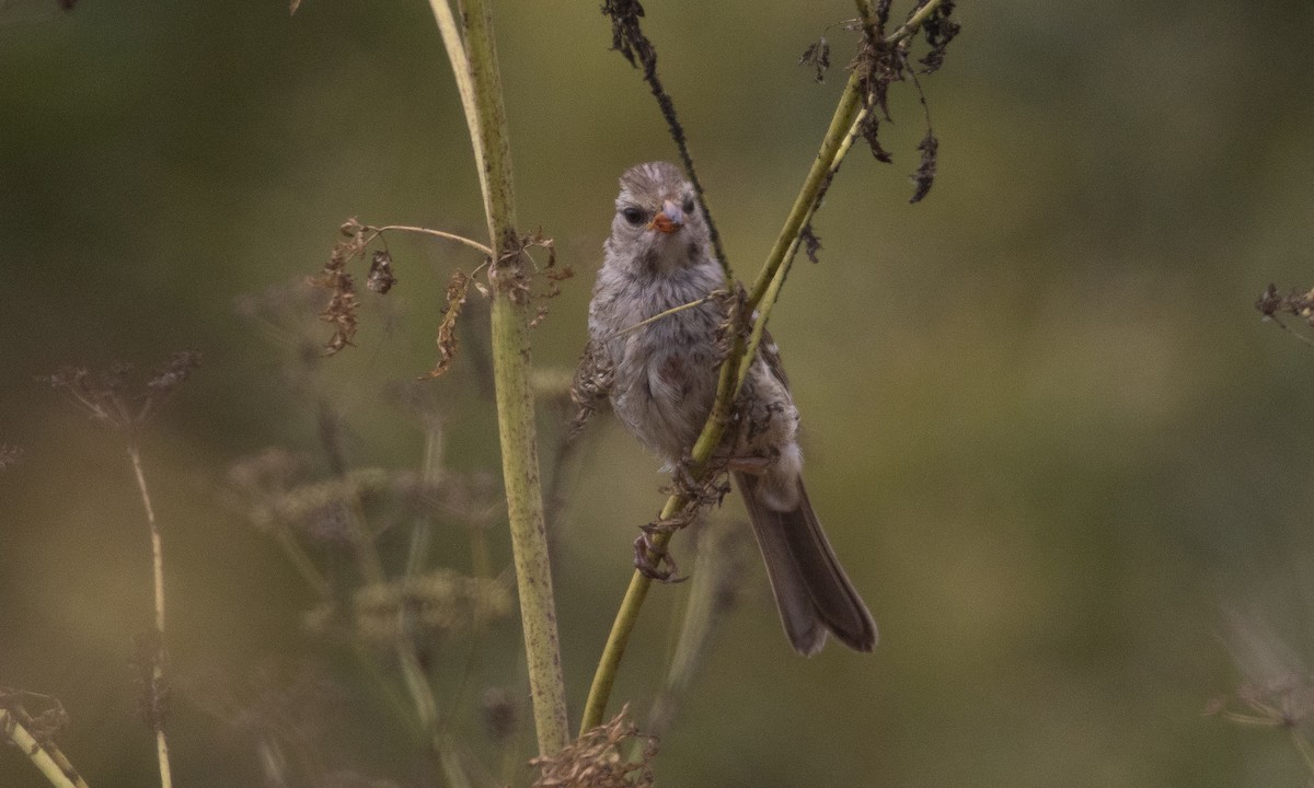 White-crowned Sparrow (nuttalli) - ML638196990