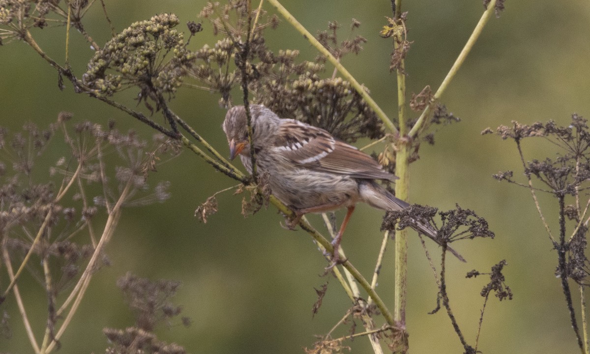 White-crowned Sparrow (nuttalli) - ML638196991