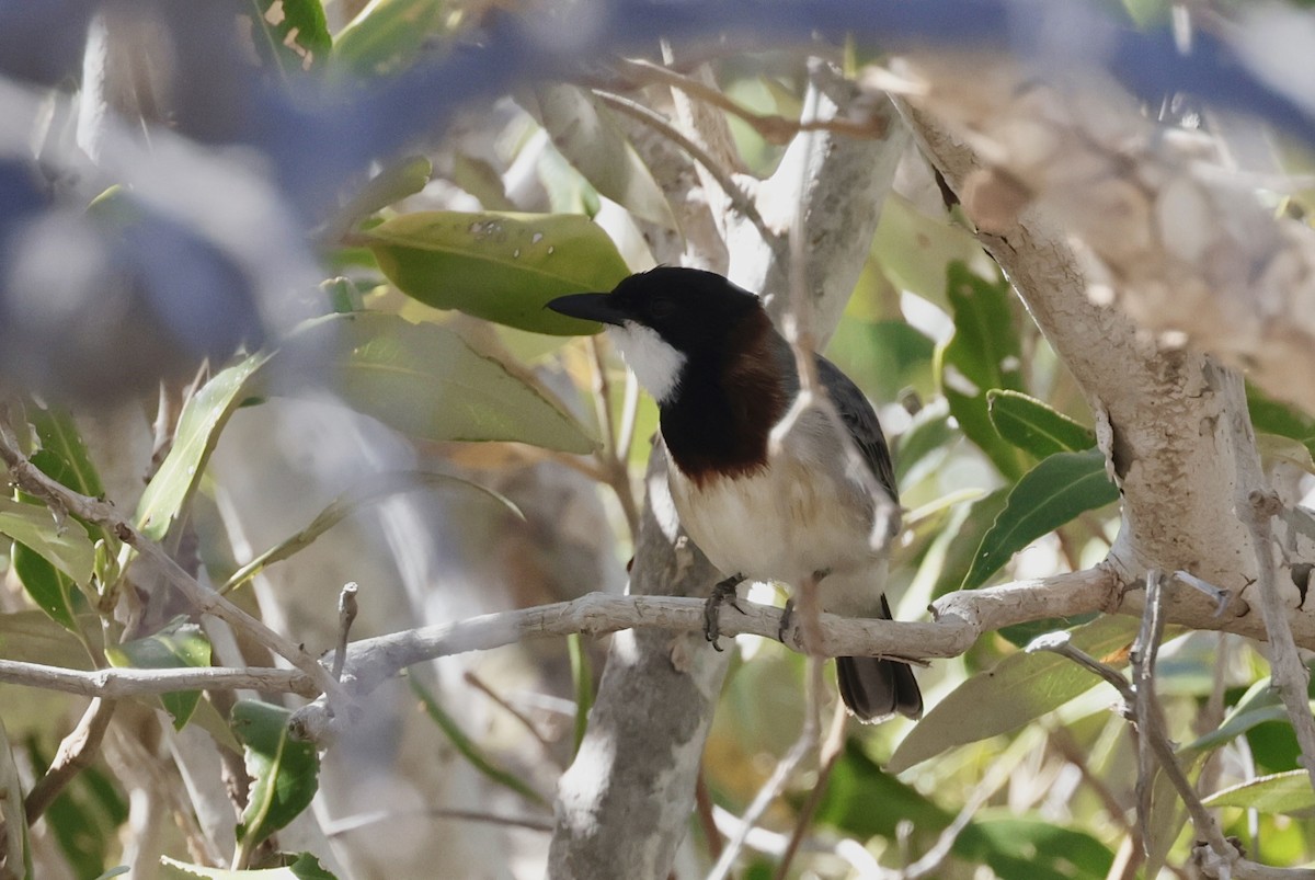 White-breasted Whistler - ML638196994