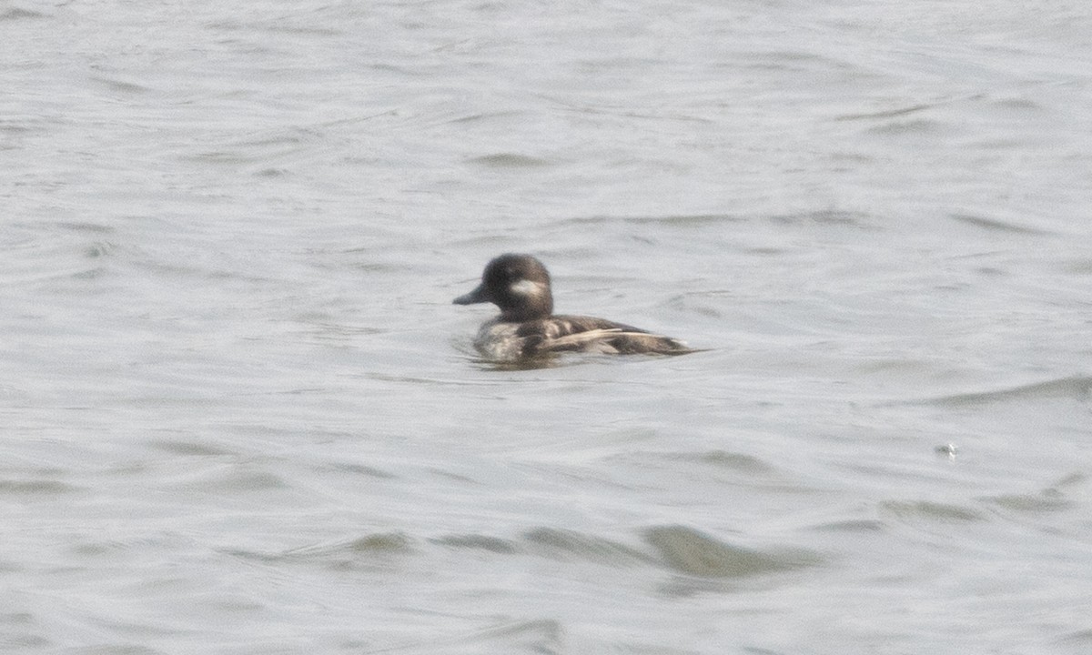 Bufflehead - ML638197005